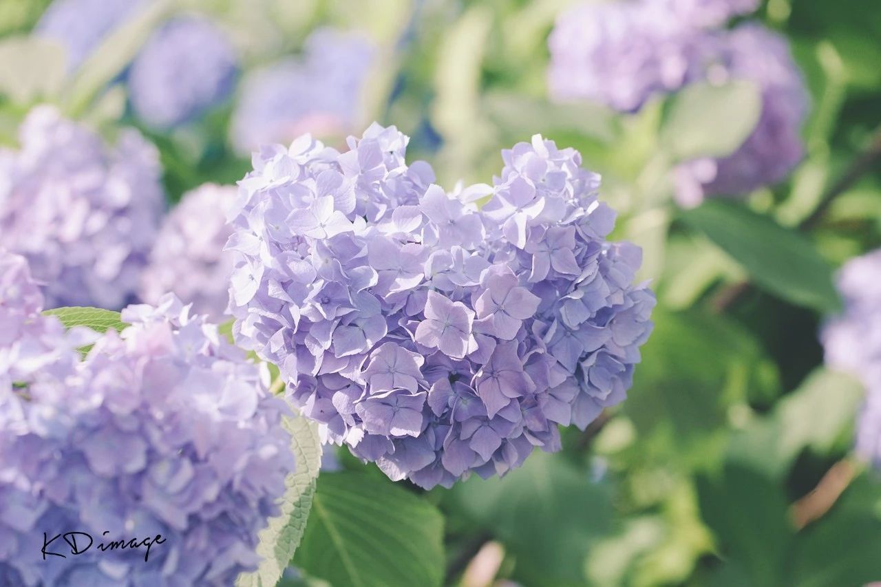 日本夏天這種神靈都眷戀的顏色美炸天 5 6月日本紫陽花賞花全攻略 搜資訊