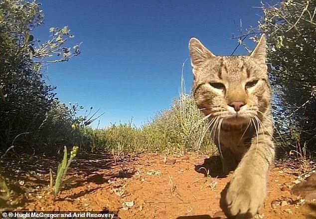 驚 澳洲政府打算空下毒香腸 滅0萬野貓 民眾捉野貓還送獎金 Xoer