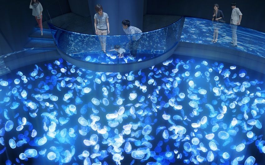 日本 500隻水母群超療癒 東京 墨田水族館 翻新兩大亮點全新水母水槽 直徑7公尺 必朝聖 搜資訊
